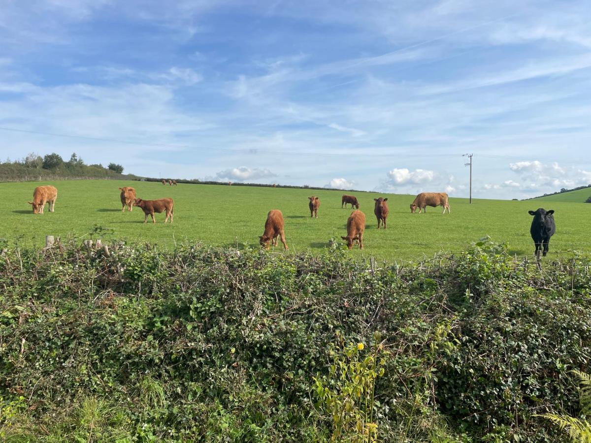 Westerley Country B & B With Exclusive Guest Lounge Buckfastleigh Bagian luar foto